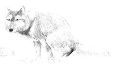 藏狐的素描铺大色画法步骤02