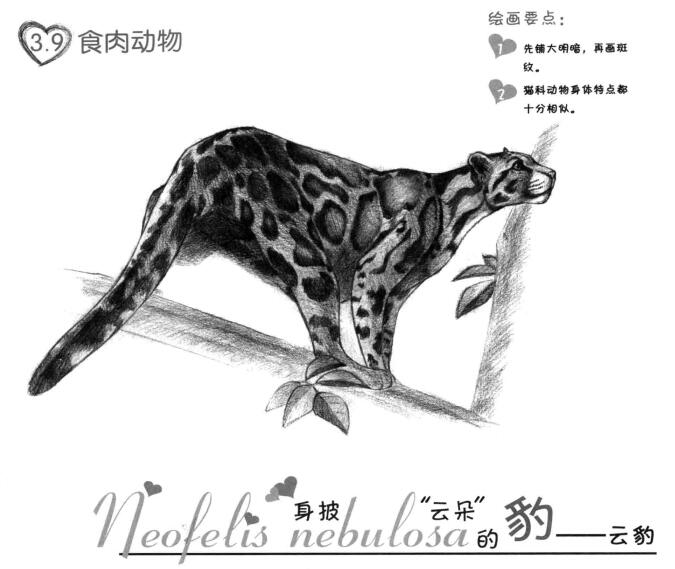 云豹素描画法