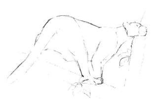 云豹素描画线稿画法步骤03