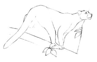 云豹素描画线稿画法步骤04