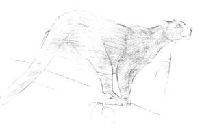 云豹素描铺大色画法步骤01