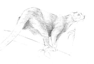云豹素描铺大色画法步骤03