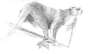 云豹素描铺大色画法步骤04