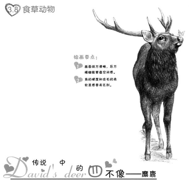 麋鹿的素描画法