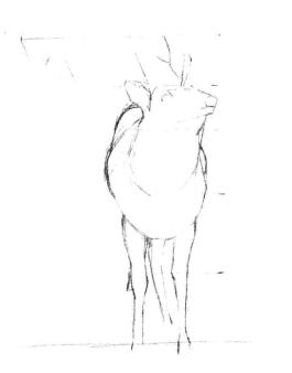 麋鹿的素描画线稿画法步骤02