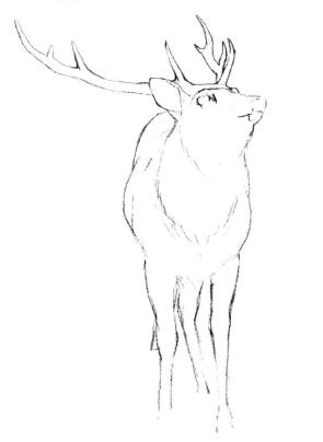 麋鹿的素描画线稿画法步骤03