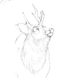 麋鹿的素描铺大色画法步骤01