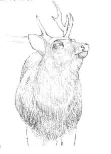 麋鹿的素描铺大色画法步骤02