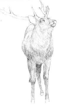 麋鹿的素描铺大色画法步骤03