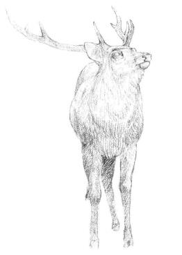 麋鹿的素描铺大色画法步骤04