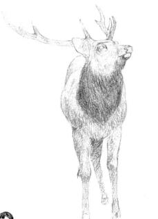 麋鹿的素描铺大色画法步骤05