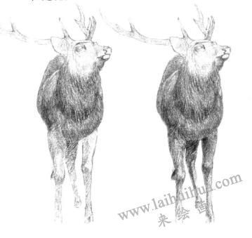 麋鹿的素描铺大色画法步骤06