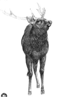 麋鹿的素描铺大色画法步骤10