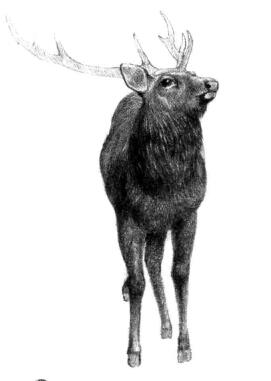 麋鹿的素描铺大色画法步骤11