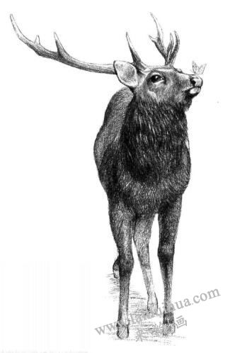 麋鹿的素描画法