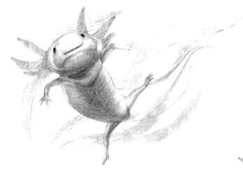 六角恐龙的素描铺大色画法步骤05