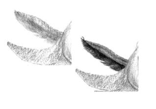 六角恐龙的素描铺大色画法步骤07