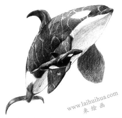 虎鲸的素描画法