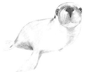 海狮的素描铺大色画法步骤01