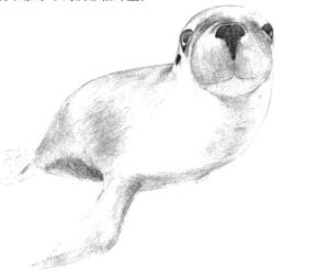 海狮的素描铺大色画法步骤02