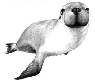 海狮的素描铺大色画法步骤04