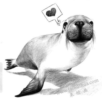 海狮的素描画法