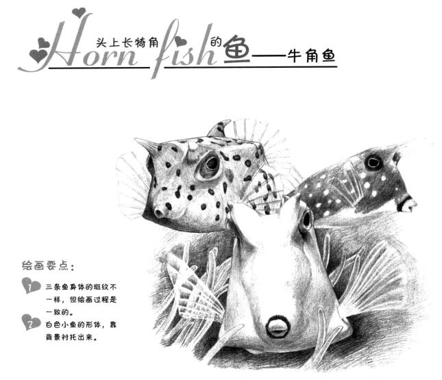 牛角鱼素描画法