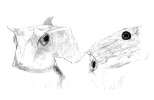 牛角鱼素描铺大色画法步骤03
