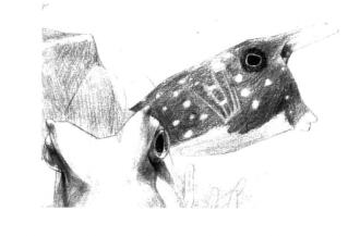牛角鱼素描铺大色画法步骤06