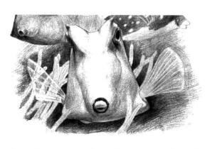 牛角鱼素描铺大色画法步骤07