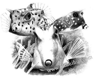牛角鱼素描画法