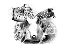 牛角鱼素描画法