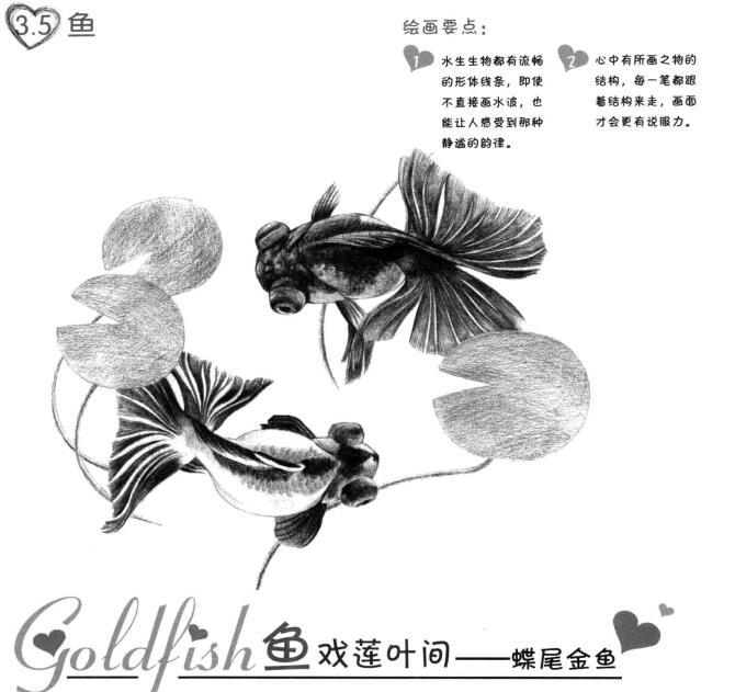碟尾金鱼的素描画法