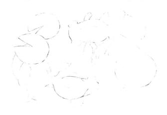 碟尾金鱼素描画线稿画法步骤05