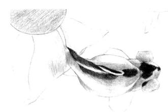 碟尾金鱼素描铺大色画法步骤04