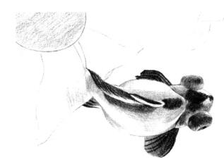 碟尾金鱼素描铺大色画法步骤05