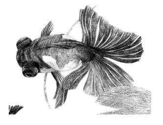 碟尾金鱼素描铺大色画法步骤08