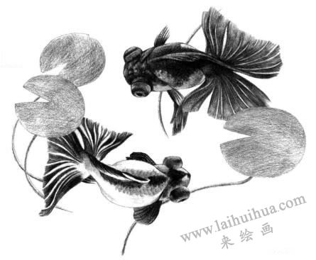碟尾金鱼素描画法