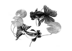 碟尾金鱼的素描画法