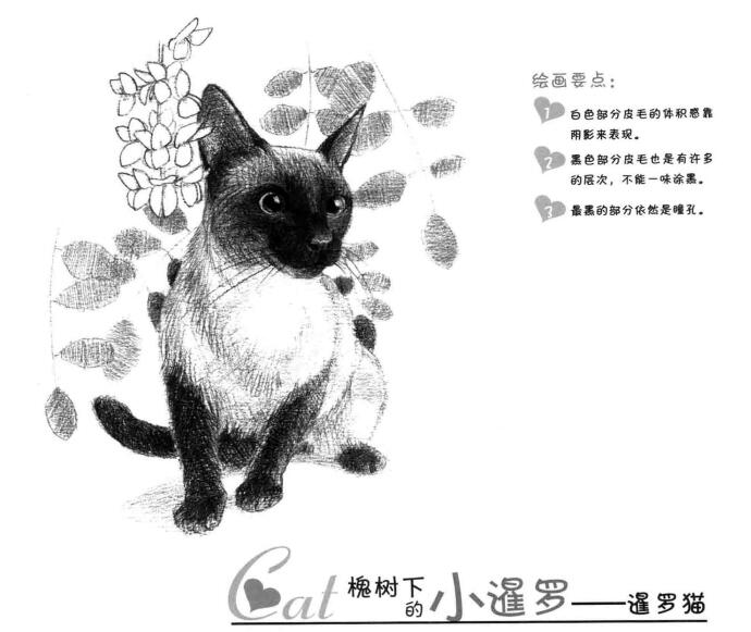 暹罗猫的素描画法