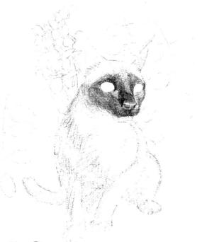 暹罗猫的素描画法步骤