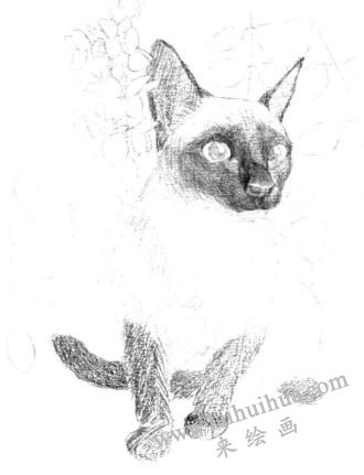 暹罗猫的素描画法步骤