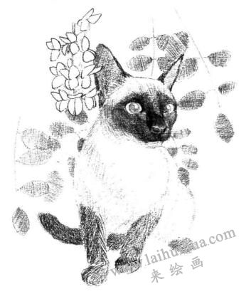 暹罗猫的素描画法步骤