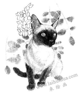 暹罗猫的素描画法步骤