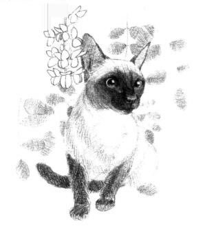 暹罗猫的素描画法步骤