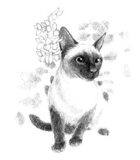 暹罗猫的素描画法步骤
