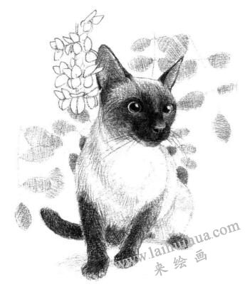 暹罗猫的素描画