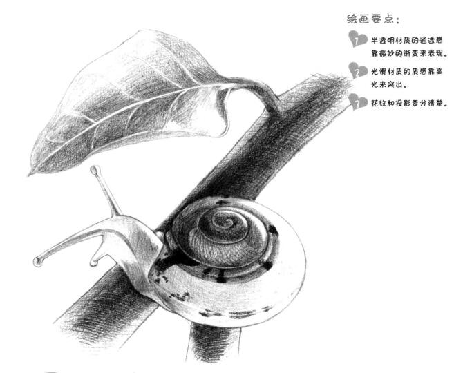 蜗牛素描画法（一）