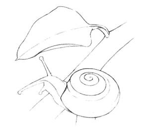 蜗牛的素描画线稿画法步骤04