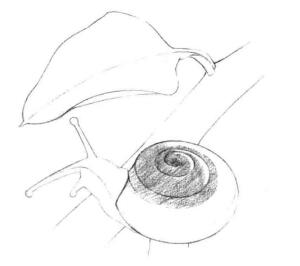 蜗牛的素描铺大色画法步骤01